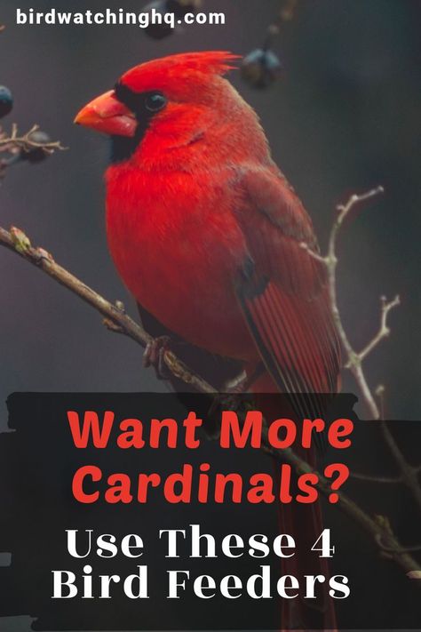 Cardinal House Diy, Cardinal Bird Houses, Cardinal Birdhouse Plans, Backyard Bird Houses, Creative Bird Feeders, Cute Bird Feeder, Bird Feeder Area Ideas, Attracting Birds To Your Yard, Backyard Bird Sanctuary Ideas