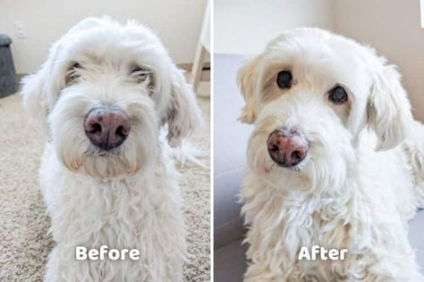 DIY Dog Grooming: How to Trim Around the Eyes (Video) - Doodle Doods Doodle Grooming, Labradoodle Grooming, Eyes Video, Goldendoodle Grooming, Dog Grooming Styles, Puppy Time, Dog Leg, Dog Haircuts, Australian Labradoodle