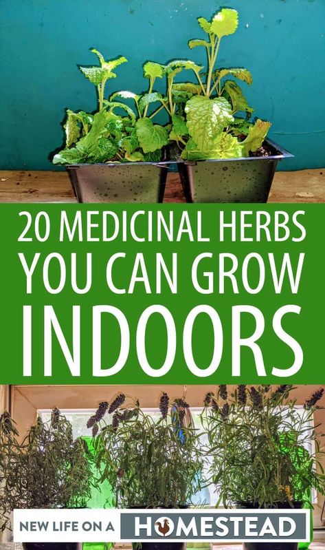 These 20 plants will grow almost on their own indoors, and provide you with their much-needed nutrients when you need them. #herbs #gardening #containergardening Herbs Grown Indoors, Herb Indoor Garden, Kitchen Herb Garden Indoor, Windowsill Herbs, Apartment Homesteading, Herbs To Grow Indoors, Indoor Herbs, Medicine Garden, Plant Jungle