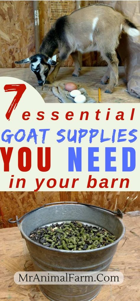 Goat Supplies - How to Prepare for Nigerian Dwarf Goats - Mranimal Farm Automatic Goat Feeder, Goat Supplies, Nigerian Goats, Goat Playground, Goat Toys, Keeping Goats, Goat Health, Goat Shelter, Goat Pen