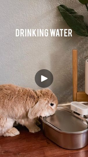 251K views · 2K reactions | 💦 Finding the best water bowl for Basil took time, and this wireless fountain is perfect especially for busy bunny parents who wants to cut down on one more daily chore but still wants their bun to have the best! Basil has been using this gifted @uahpet_official fountain for many weeks, and it has passed the bunny test! Use code BASILMINILOP for 20% off or check out my Amazon storefront 💧 | Basil the Bunny Best Water, Amazon Storefront, Water Bowl, The Bunny, Water Fountain, Drinking Water, Be Perfect, Store Fronts, Basil