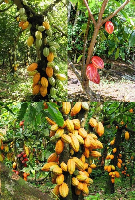 Tropical Fruit Photography, Poultry Farm Design, Tropical Fruit Trees, Cocoa Tree, Cacao Fruit, Hawaiian Homes, Amazing Food Decoration, Farm Lifestyle, Fruit Photography