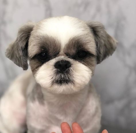 Shaved Shih Tzu, Short Hair Shih Tzu, Shihtzu Haircut Short, Short Shitzu Haircut, Male Shih Tzu Grooming Styles, Shitzu Haircuts, Shitzu Dogs Haircuts, Dog Grooming Shih Tzu, Shih Tzu Puppy Cut