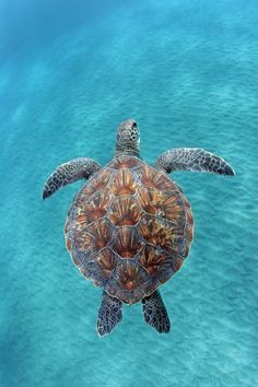 (Hawaiian Green Sea Turtle) sea life, animals, ocean, ocean life, aquatic animals, marine biology, water, under water life #sealife #marine Random Knowledge, Swimming In The Ocean, Marine Wildlife, Bawah Air, Fauna Marina, Arts Gallery, Green Sea Turtle, Turtle Love, Water Animals