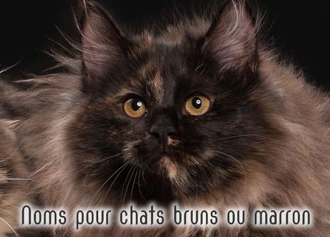 Noms de chats bruns ou marron pour femelles et mâles Siberian Cat Brown, Tortoiseshell Cats, Brown Cats, Rotten Apple, Cat Brown, Tortoiseshell Cat, Mother Cat, Cat Info, Tortoise Shell Cat