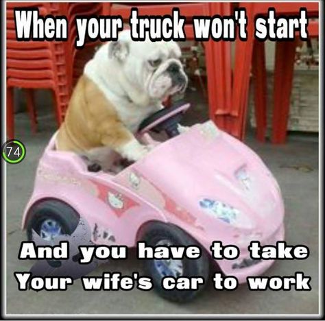 truck won't start..... Bulldog Funny, Cute Bulldogs, Bulldog Puppies, Funny Animal Pictures, English Bulldog, Animal Memes, Olaf, I Love Dogs, Funny Dogs