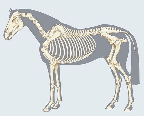 Horse Skeleton Anatomy, Anatomy Of Animals, Horse Skeleton Drawing, Horse Diagram, Cow Skeleton, Creature Anatomy, Horse Skeleton, Skeleton Horse, Dibujos Ideas