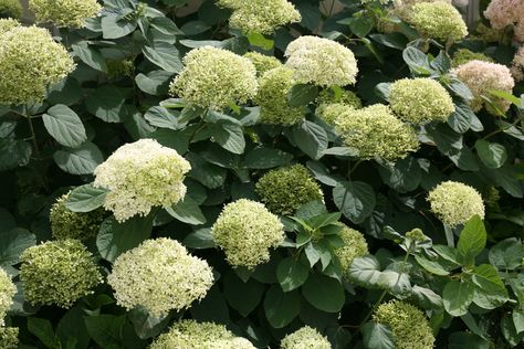 Lime+Rickey®+-+Smooth+hydrangea+-+Hydrangea+arborescens Landscaping Around Deck, Hardy Hydrangea, Hydrangea Potted, Pruning Hydrangeas, Lime Rickey, Hydrangea Shrub, Smooth Hydrangea, Hydrangea Arborescens, Growing Hydrangeas