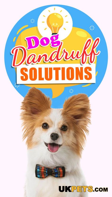 Though it looks the same, dog dandruff and human dandruff are different. The little white flakes you see are usually dead skin cells. #dogcare #dandruff #dogskinsolutions Dandruff Home Remedies, Dog Dandruff, Cute Puppy Pictures, All Animals, Puppy Lover, Dog Care Tips, Dogs Tee, Dog Blog, Puppy Care