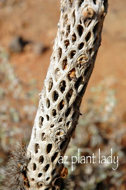 Cholla Skeleton Saguaro Skeleton Ideas, Cactus Skeleton Decor, Cholla Wood Crafts, Cholla Cactus Crafts, Cholla Skeleton, Desert Monster, Zen Plants, Desert Witch, Cactus Crafts