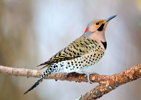 Silky Dogwood, Woodpecker Feeder, Northern Flicker, State Birds, Woodpeckers, Backyard Birds, Bird Photo, Bird Art, Beautiful Birds