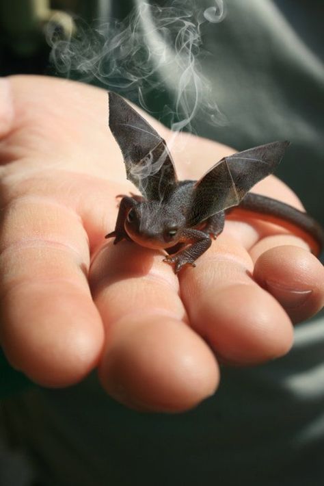 how to train a dragon/ there is an animal that looks just like this.  He is on display at the Roger Williams Zoo. Baby Toothless, Breathing Fire, Picture Prompts, Pet Dragon, Night Fury, Little Dragon, Baby Dragon, Toothless, How Train Your Dragon