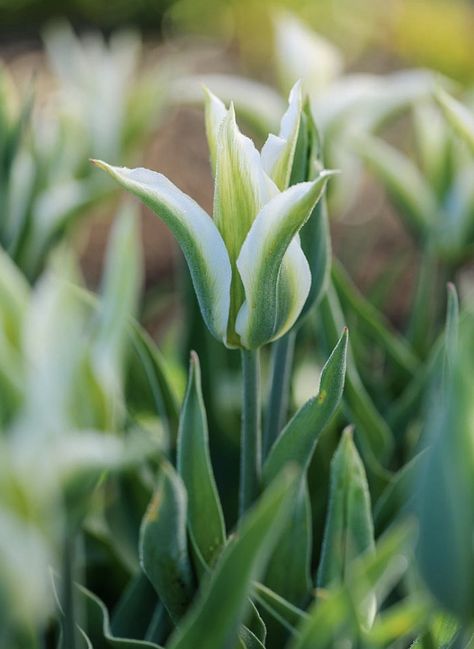 Tulipa ‘Greenstar’ Imagine the popular green and white tulip ‘Spring Green’ reborn as a Lily-Flowered tulip and you have ‘Greenstar’. It flowers between late April and early May. 50cm. RHS H6, USDA 3a-8b. pheasantacreplants.co.uk 18th Century Landscape, Hydrangea Quercifolia, Herbaceous Border, Crab Apple, Spring Tulips, White Tulips, Spring Green, Green Flowers, Garden Wall