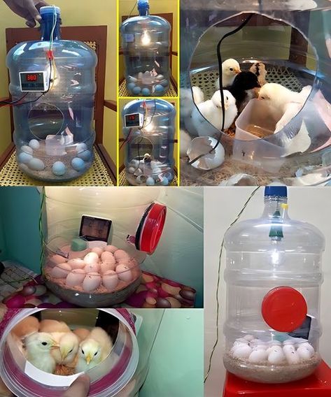 Egg Incubator, Hatching Eggs, Build Your Own, Water Bottle, Education, Canning, Water, Building, Plants