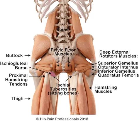 Greater Trochanteric Pain Syndrome Archives - Hip Pain Help Greater Trochanteric Pain Syndrome, Sciatica Symptoms, Bursitis Hip, Hamstring Muscles, Hip Pain Relief, Physical Inactivity, Piriformis Syndrome, Hamstring Stretch, Pelvic Floor Muscles