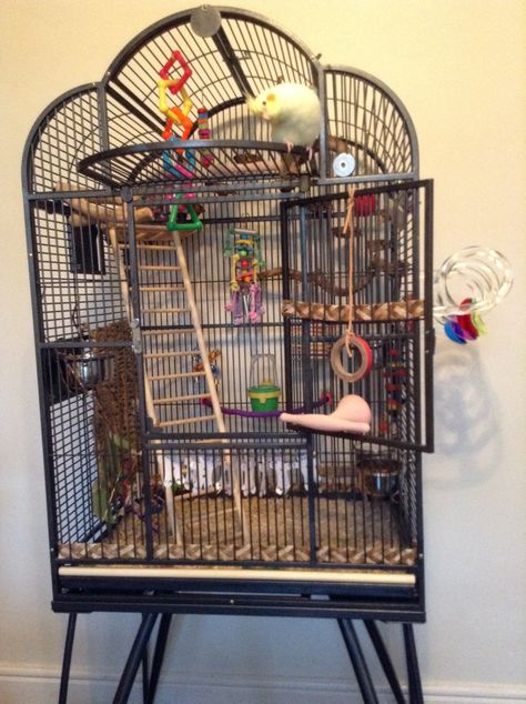 Post Photos Of Your Cage! - Page 141 - Talk Cockatiels Forums Parrot Cage Setup Ideas, Lovebird Cage Setup, Cockatiel Enclosure, Amazon Parrot Cage Setup, Budgie Cage Setup Aesthetic, Budgie Cage Setup Ideas, Cockatiel Bird Cage Setup, Parrotlet Cage Setup, Cockatiel Cage Ideas