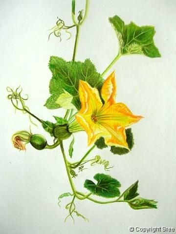 Pumpkin bloom botanical. Blossoms Painting, Pumpkin Seeds, Vines, Seeds, Blossom, Yellow, Green