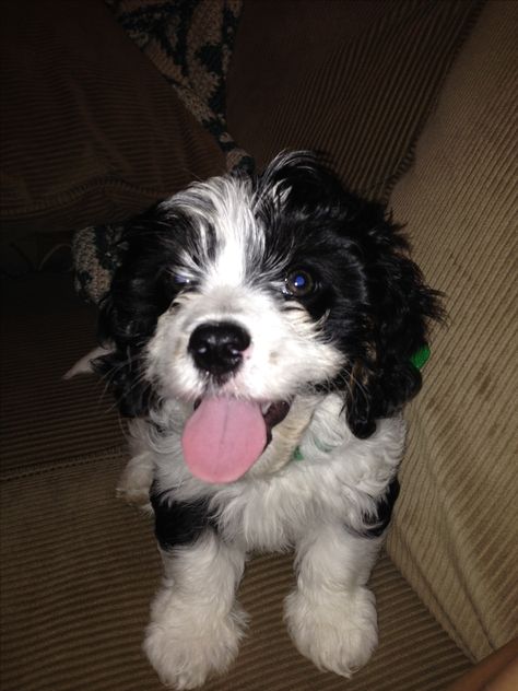 Black and White Cavapoo puppy Cavapoo Black And White, Black And White Cavapoo, White Cavapoo, Cavapoo Puppy, Cavapoo Puppies, Animal Sanctuary, Cute Black, Tri Color, Puppy Love