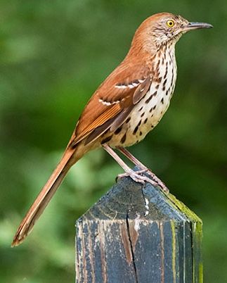 Taking cues from nature as a source of design inspiration... the brown thrasher, the Georgia state bird. Brown Thrasher, Haliaeetus Leucocephalus, Peppa Pig Wallpaper, Pig Wallpaper, Honey Locust, State Birds, Ground Cover Plants, Bird Watcher, Backyard Birds