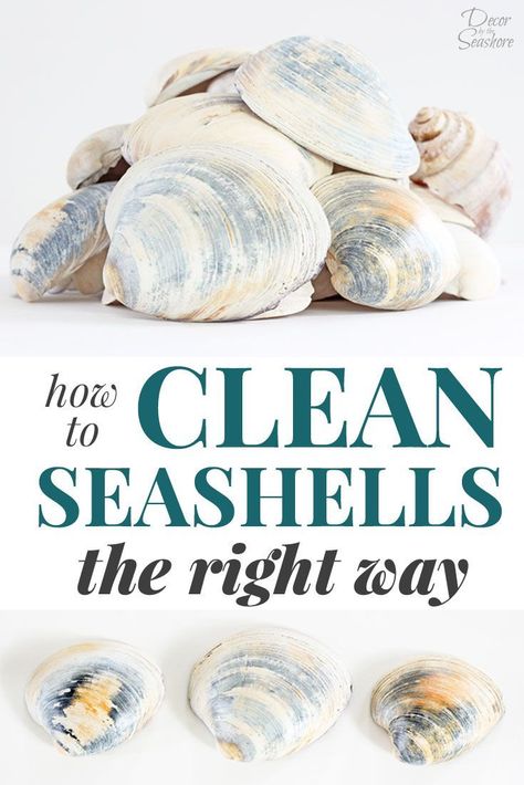 Do you know how to clean seashells the RIGHT way? Yes, there is a right way to clean seashells! This little trick is perfect for getting rid of the gunk and getting those seashells ready for crafting and displaying around the home! Love this beautiful coastal decor! #decorbytheseashore #seashells #cleaning #coastaldecor #cleaninghacks How To Clean Seashells, Clean Seashells, Cleaning Sea Shells, Deco Marine, Oyster Shell Crafts, Cleaning Painted Walls, Seashell Projects, Art Coquillage, Glass Cooktop