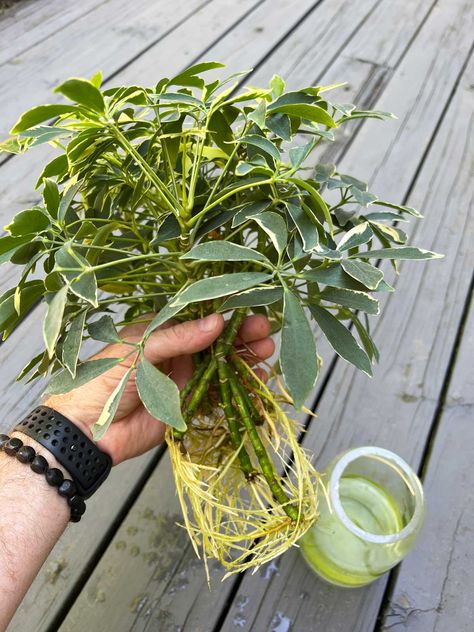 how-to-propagate-umbrella-plant-schefflera Propagate Umbrella Plant, How To Propagate Umbrella Plant, Propagating Umbrella Plant, Umbrella Plant Propagation, Umbrella Plant Care, Propagate In Water, Chinese Money Plant Care, Water Plants Indoor, Plants Grown In Water