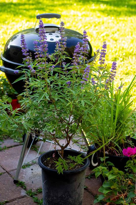 Vegetable And Herb Garden, Vitex Agnus Castus, Chaste Tree, Evergreen Garden, Lilac Bushes, Lilac Tree, Winter Outdoors, Texas Gardening, Tree Shapes