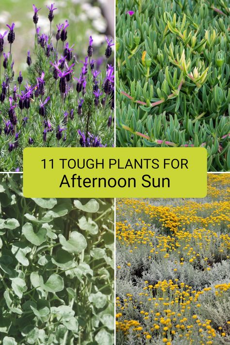 Do you have areas in your garden that expose plants to tough afternoon sun? These 11 hardy plant options thrive under intense sunlight, including varieties like French Lavender and Curry Plant. They not only withstand heat but also add beauty to your outdoor spaces. If you're looking to enhance your garden's look while ensuring your plants flourish, check out the full article for more tips and specific varieties to suit Australian gardens. Sunny Courtyard Garden, Small Garden Australia, Full Sunlight Plants Outdoor, Low Maintenance Garden Uk, North Facing Plants Outdoor, Australian Front Garden Ideas, Full Sun Plants Australia, Plants For Afternoon Sun, Afternoon Sun Plants