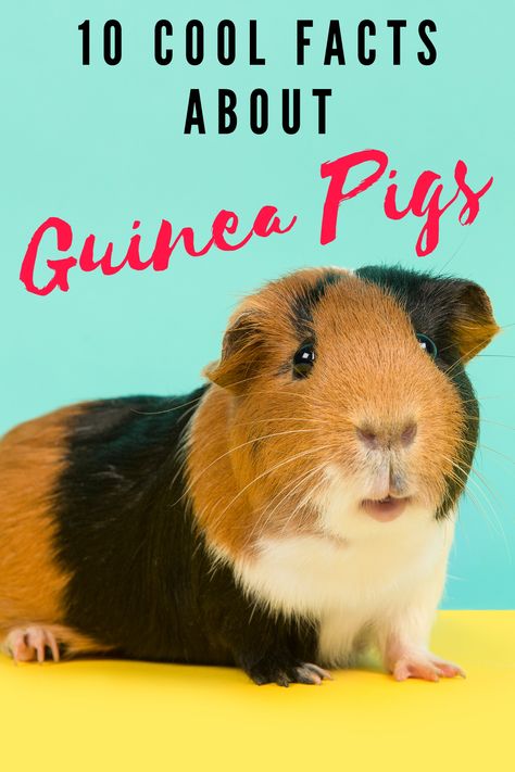 Want to learn more about these super cute and popular pets? Here are 10 cool facts about guinea pigs you will love and want to share. How To Take Care Of Guinea Pigs, Guinea Pig Breeds, Guinea Pig Information, Guinnea Pig, Pig Habitat, Pig Facts, Guinea Pig Breeding, Diy Guinea Pig Cage, Guinea Pig Diy