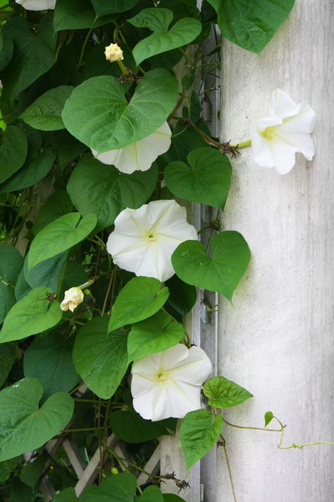 just planted my Moonflowers - such a quick growing plant - love the fragrance Curtain Creeper, Flower Night, Fragrant Garden, Garden Vines, Cottage Garden Design, Fragrant Plant, Midnight Garden, Moon Garden, White Gardens