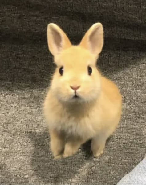 Rabbit Asethic, Yellow Bunny Aesthetic, Bunny Asethic, Bunny Face Type, Bunny Teeth Aesthetic, Blonde Rabbit, Cute Bunny Pfp, Bunny Eating Carrot, Pfp Bunny