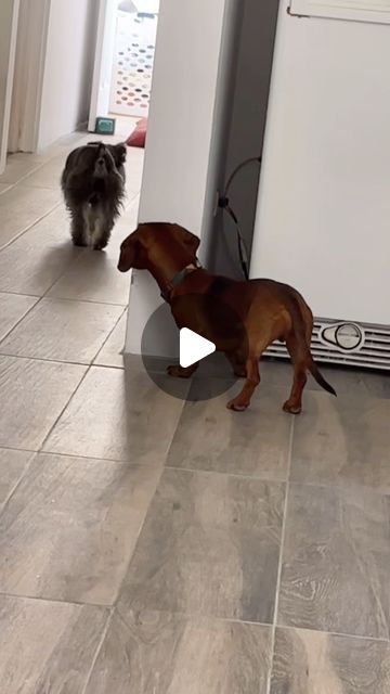 Pubity on Instagram: "He timed the little peak perfectly 🤣  (Viralhog)  - #dog #dogsofinstagram #hideandseek #dogoftheday #dogs #pubity" Funny Animal Videos Dogs, Animal Videos Cutest, Dog Videos Cutest, Cute Dogs Videos, Happy Dogs Funny, Funny Dachshund Pictures, Weiner Dog Puppies, Weiner Dog Humor, Arte Dachshund