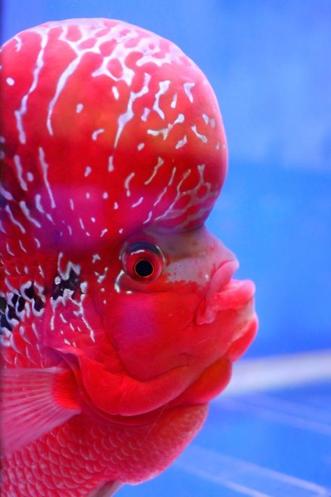 Flowerhorn Cichlid for Home Aquarium Fish Tank Ideas Fresh Water, Ikan Lohan, Aquarium For Home, Aqua Planet, Flowerhorn Fish, Tropical Fish Tank, American Cichlid, Aquarium Mini, Aesthetic Home Kitchen