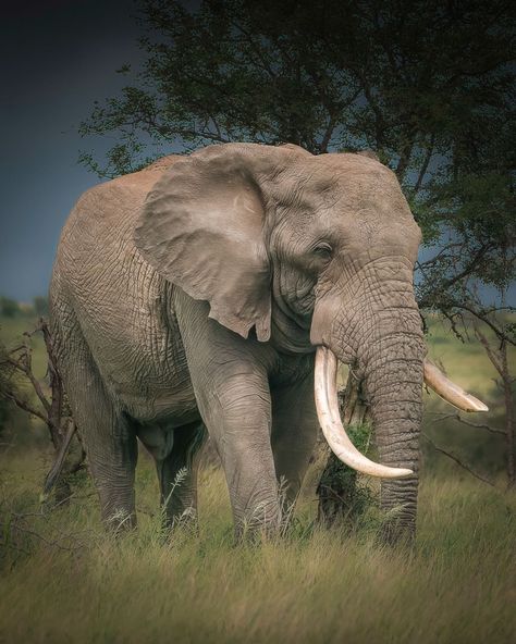 Male Elephant, Tattoo Elephant, Bull Elephant, Animals Of Africa, A Lot Of Food, Central Africa, Elephant Tattoos, Elephant Love, South Central