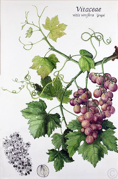 Vines Grape Drawing, Vine Drawing, Grape Painting, Fruits Drawing, Vine Tattoos, Drawing Simple, Leaf Drawing, Fruit Painting, 수채화 그림