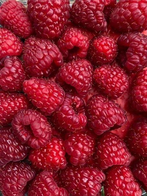 Types Of Berries, Evergreen Vines, Raspberry Tarts, Fruit Wallpaper, Diet Culture, Fruit Recipes, Character Aesthetic, Interesting Food Recipes, Macarons