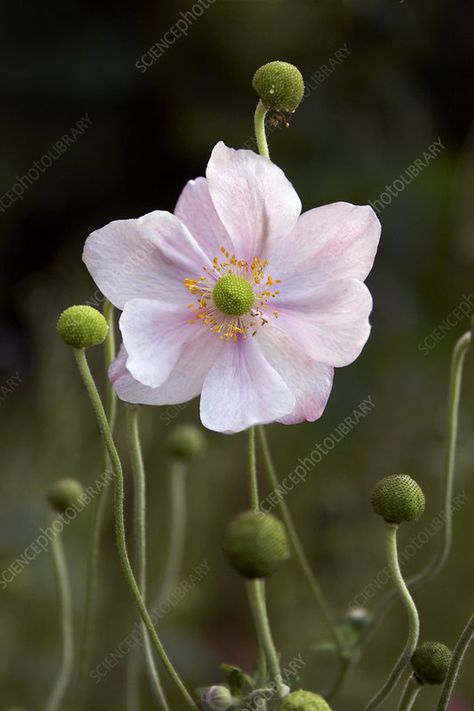 Japanese Anemone Bouquet, Japanese Anemone Drawing, Japanese Windflower, Anemone Windflower, Anemone Japonica, Japanese Anemones, Anemone Hupehensis, Flower Studies, Flower Reference