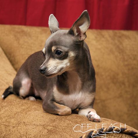 Standard Size Chihuahua | standard chihuahua chihuahuas are not poodles or schnauzers there is Deer Chihuahua, Deer Head Chihuahua, Chihuahua Training, Chihuahua Breeds, Rat Terrier, Teacup Chihuahua, Chihuahua Lover, Cute Chihuahua, Chihuahua Love