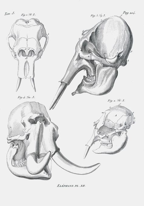 Elephant Anatomy, Elephant Skull, Georges Cuvier, Tattoo Elephant, Skull Reference, African Tattoo, Skeleton Drawings, Skull Day Of The Dead, Animal Skeletons