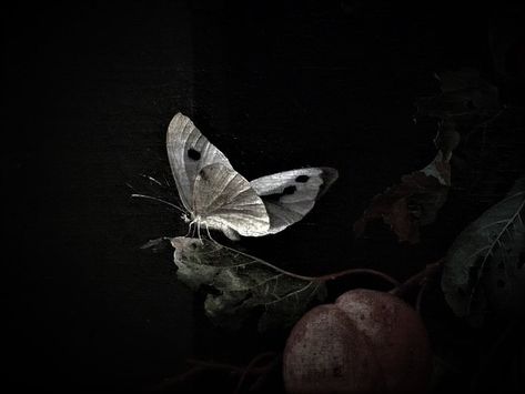 Moth Aesthetic, Rembrandt, Tim Burton, Dark Aesthetic, Dark Fantasy, Aesthetic Art, Surrealism, Moth, Art Inspo