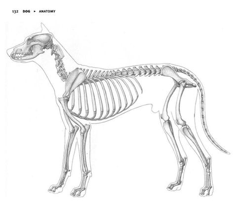 Dog Skeleton Anatomy, Dog Bones Drawing, Dog Bone Drawing, Dog Anatomy Drawing, Canine Anatomy, Bone Drawing, Creature Anatomy, Dinosaur Skeletons, Skeleton Anatomy