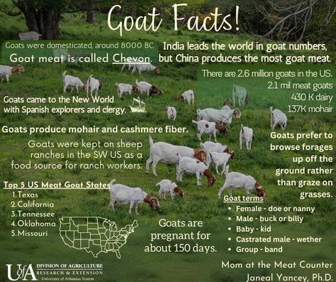 What Do Goats Eat, Goat Care For Beginners, Bore Goats, Goat Farming Ideas, Goat Treats, Goat Pen, Goat Care, Boer Goats, Goat Farm