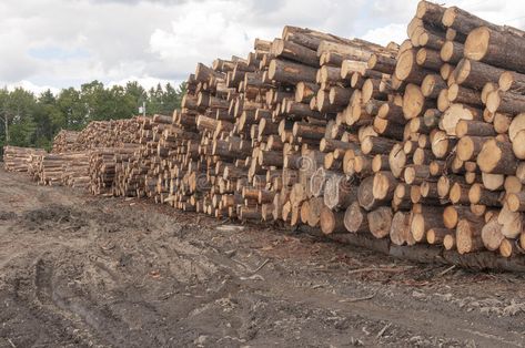 Lumberjack Aesthetic, Timber Storage, Lumber Yard, Lumber Mill, Tree Logs, Loading Dock, Hello Neighbor, Building Material, Timber Wood