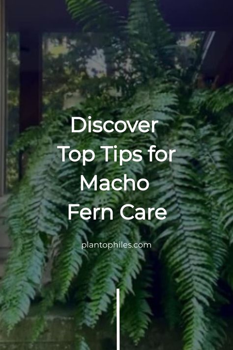 Lush green macho ferns in the foreground with text overlay "Discover Top Tips for Macho Fern Care" above plntophiles.com attribution. Macho Fern Care, Macho Fern, Soil Fertilizer, Fern Care, Foxtail Fern, Ferns Care, Retaining Water, Plant Games, Overwintering