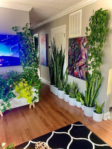 Snake Plant Wall, House Full Of Plants, Hippy Room, Plant Care Houseplant, Growing Plants Indoors, Plant Decor Indoor, Apartment Aesthetic, House Plants Decor, Apartment Decor Inspiration