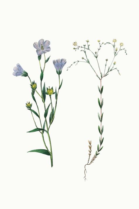 Vector botanical flax flower illustrations | free image by rawpixel.com / Gade Flax Plant Illustration, Flax Flowers, Flower Illustrations, Flax Plant, Flower Watercolor, Drawing Prompt, Flower Illustration, Free Illustrations, Botany