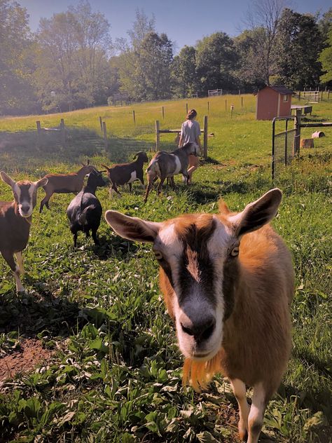 farm goats Goats On Farm, Goats On A Farm, Goat Farm Aesthetic, Beautiful Farms, Farm Goats, Goat Life, Farm Aesthetic, Big Farm, Dream Farm