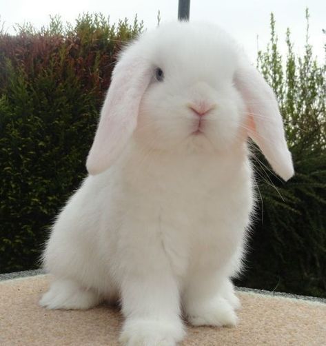 She belonged to him no matter what . Only he had the right to love h… #fanfiction #Fanfiction #amreading #books #wattpad Farm Animal Toys, Mini Lop, Cute Bunny Pictures, White Rabbits, Animal Sounds, Bunny Pictures, Pet Bunny, Cute Animal Photos