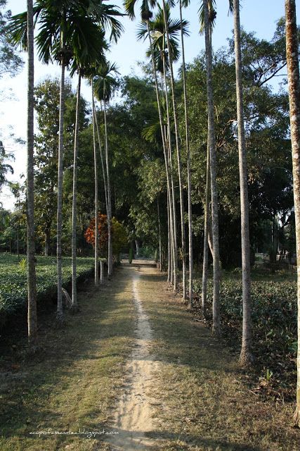 A cup of Assam Tea: Glimpse of Assamese village scene Assamese Culture, India Travel Photography, Traveling Lifestyle, North East India, Organic Restaurant, Assam Tea, Indian Designs, Building Aesthetic, Village Photography