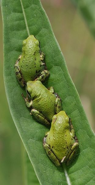 Green Frogs, Peas In A Pod, Frog Art, Airbrush Art, Tree Frogs, Reptiles And Amphibians, Cute Frogs, The Animals, Animal Photo