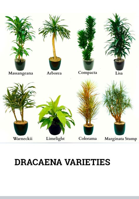 Indoor Plants Names, Different Types Of Plants, Common House Plants, Dracaena Plant, Household Plants, Corn Plant, Plant Identification, Bamboo Plants, House Plants Decor